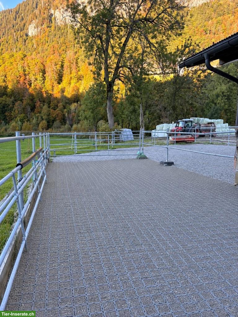 Bild 3: Auhof - grosse, helle Auslaufboxen in Serneus GR