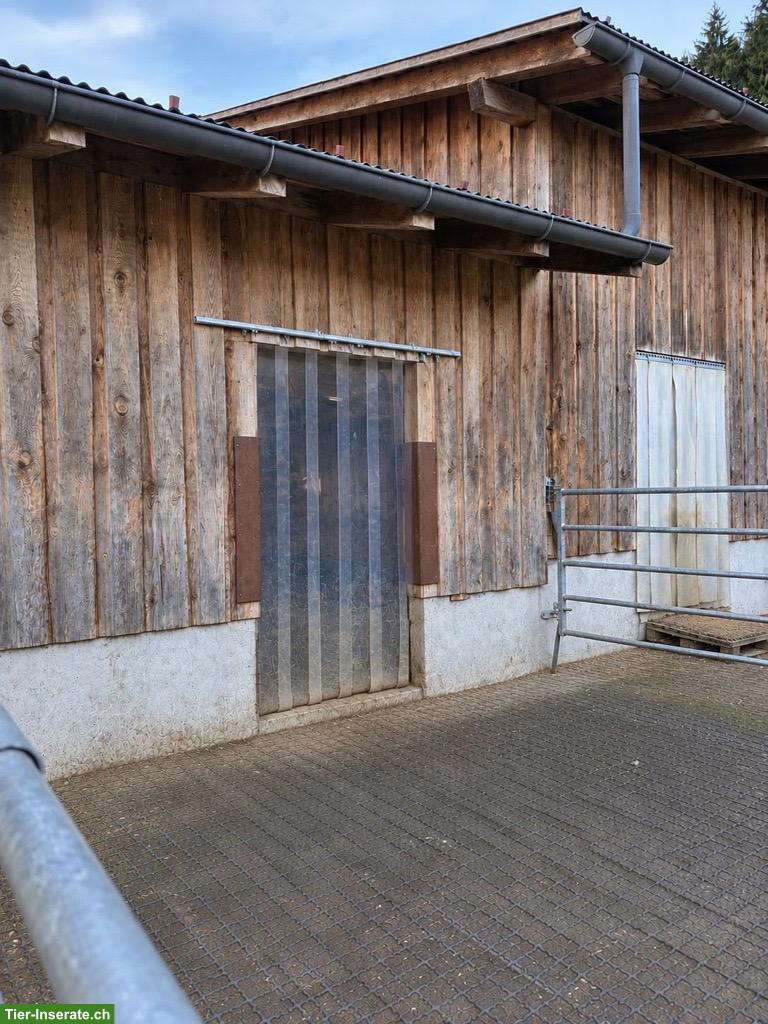 Bild 4: Auhof - grosse, helle Auslaufboxen in Serneus GR