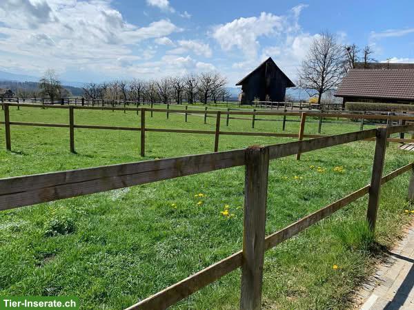 Bild 4: Suche Stallpartner:in für Selbstversorger-Stall in Mettmenstetten! 🐎
