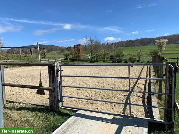 Bild 5: Suche Stallpartner:in für Selbstversorger-Stall in Mettmenstetten! 🐎