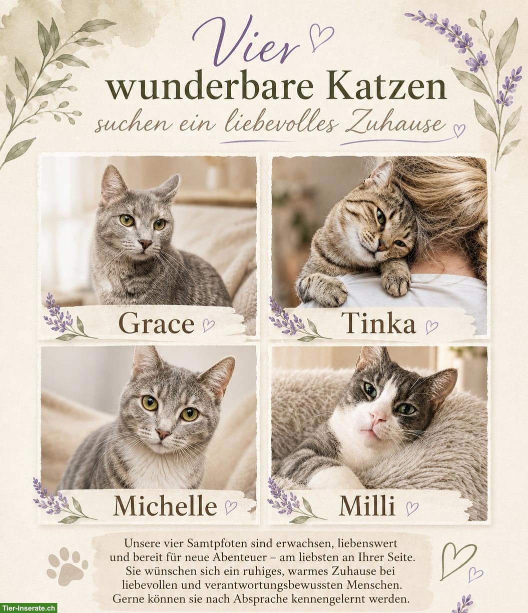 Katzen Damen Milli, Tinka, Grace & Michelle.