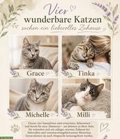 Katzen Damen Milli, Tinka, Grace & Michelle.