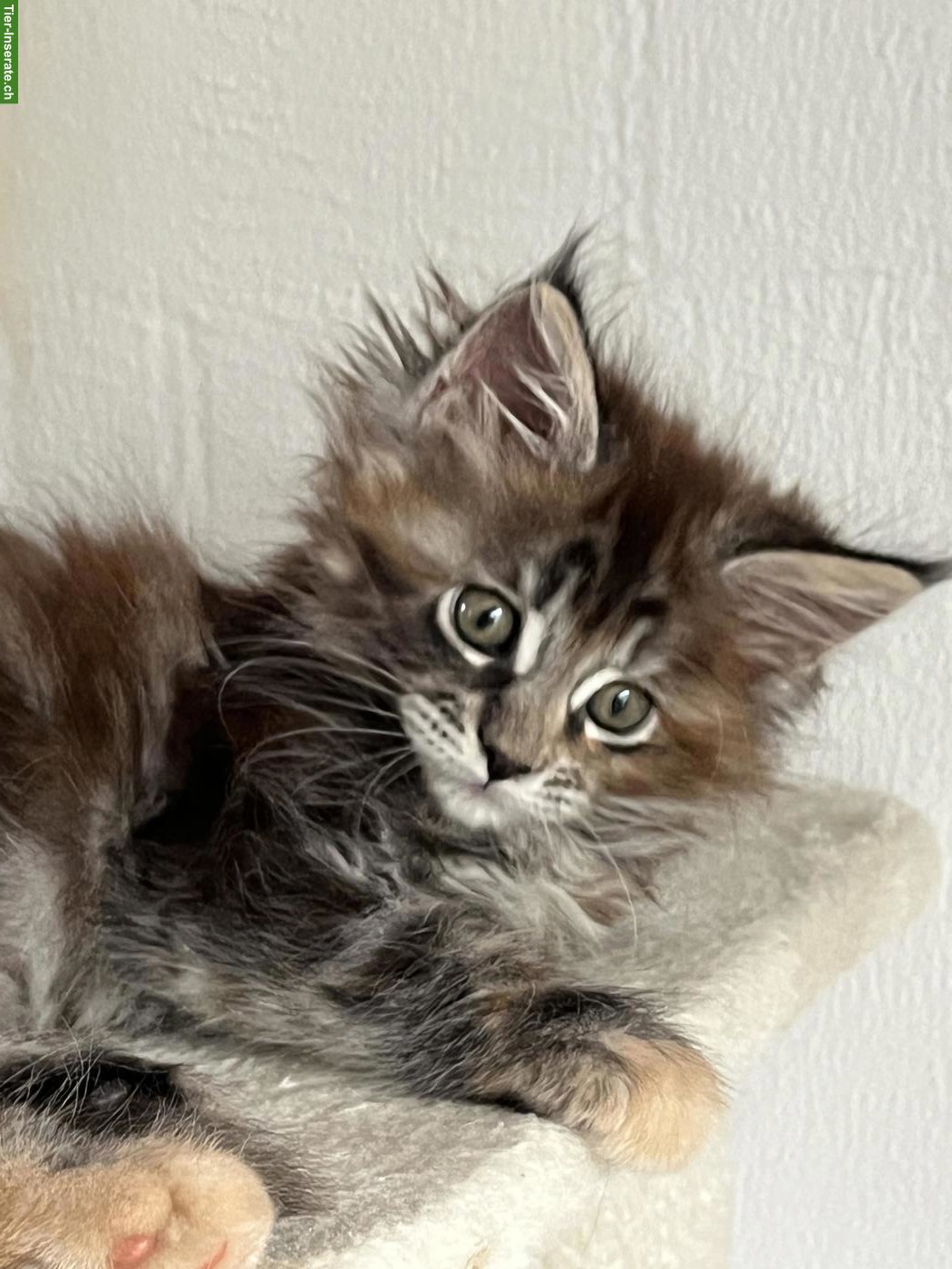 Reinrassige Maine Coon Kitten