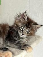 Reinrassige Maine Coon Kitten