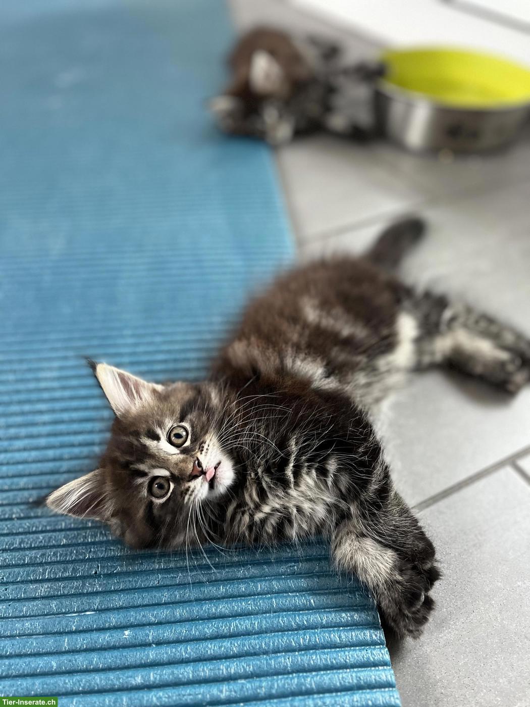 Bild 2: Reinrassige Maine Coon Kitten