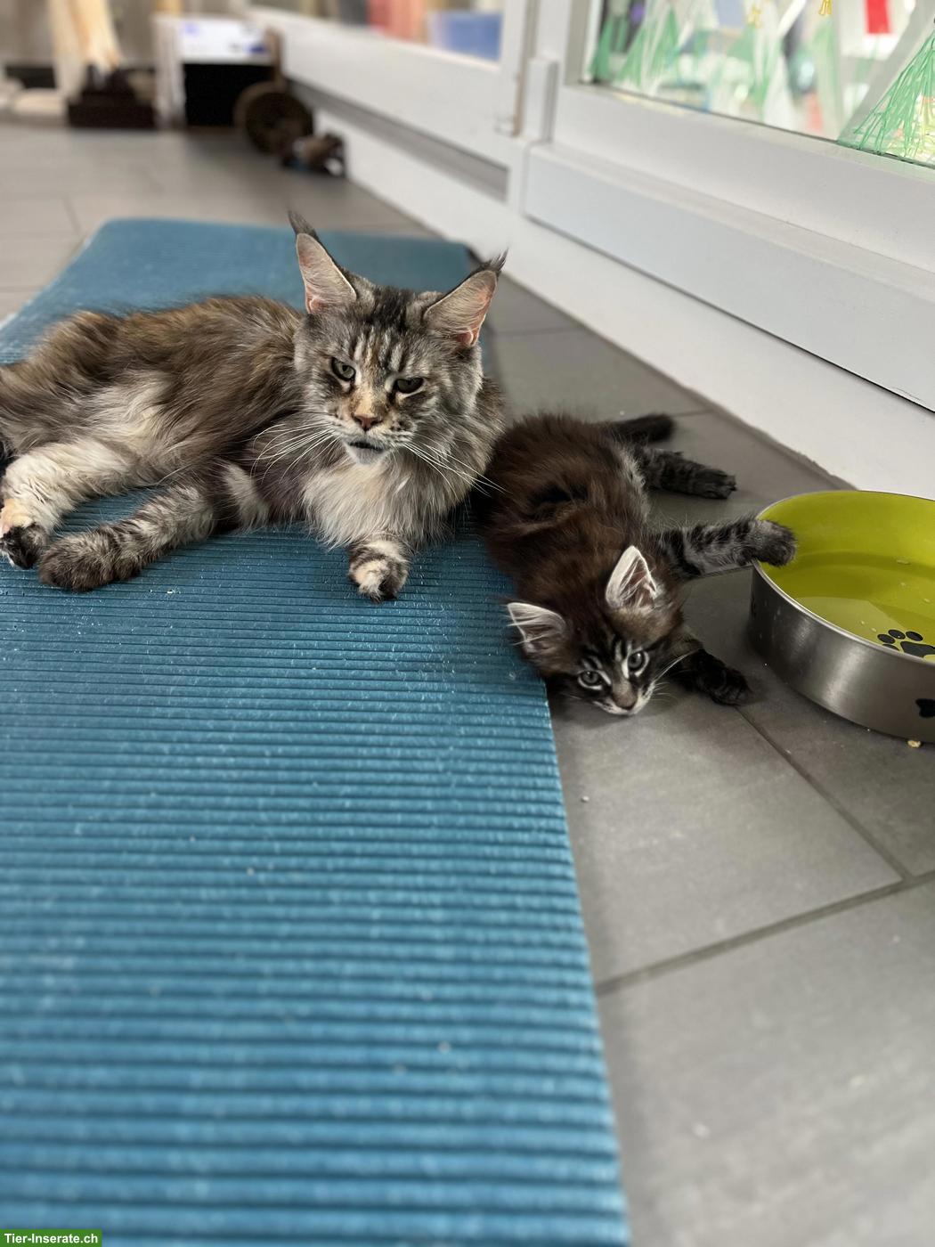 Bild 3: Reinrassige Maine Coon Kitten