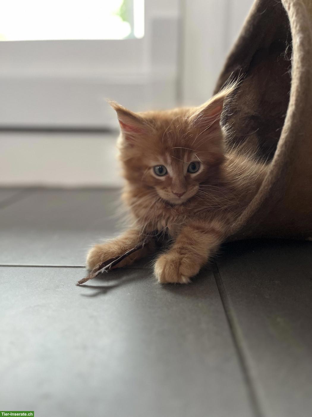 Bild 4: Reinrassige Maine Coon Kitten