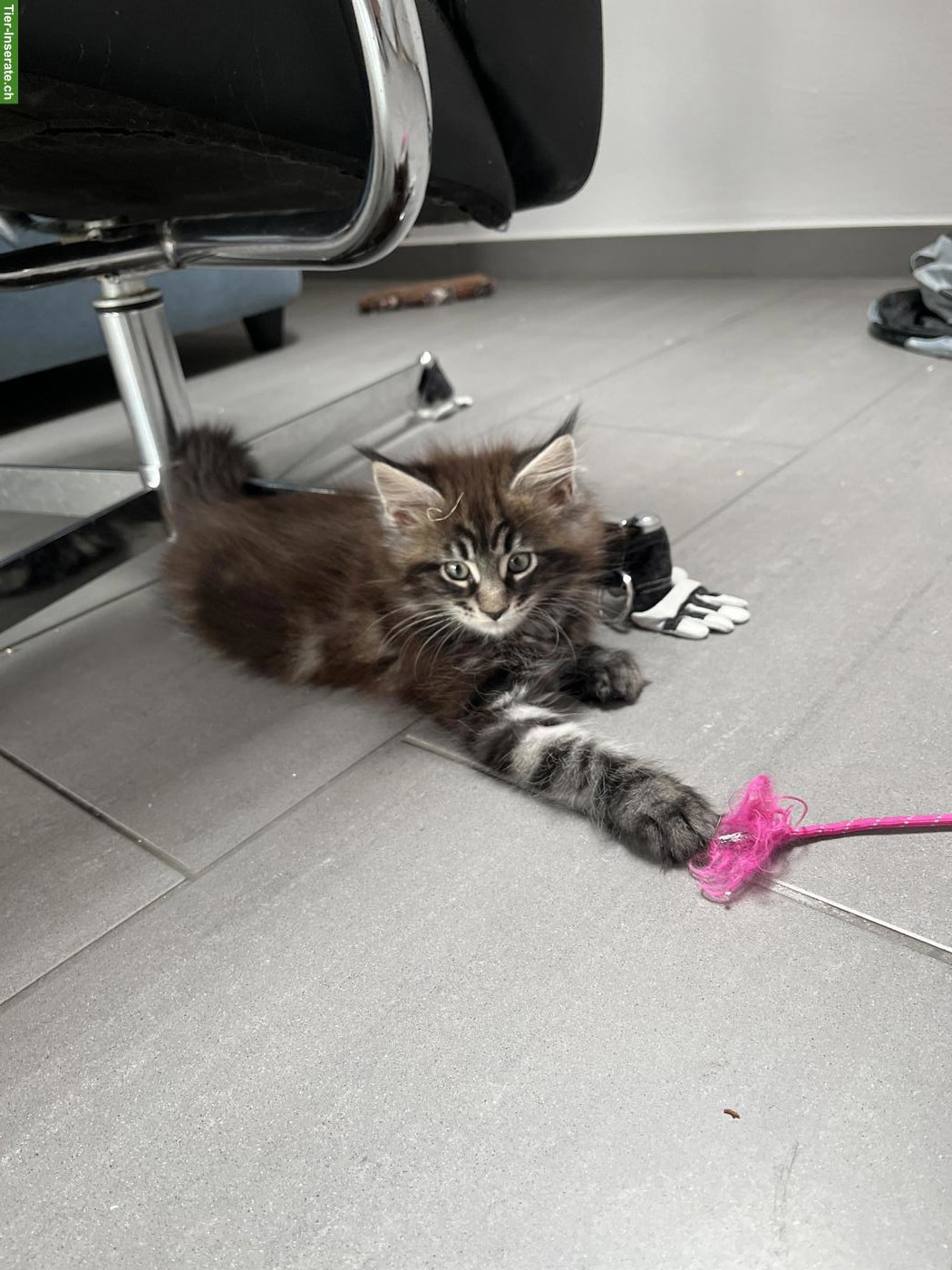 Bild 5: Reinrassige Maine Coon Kitten