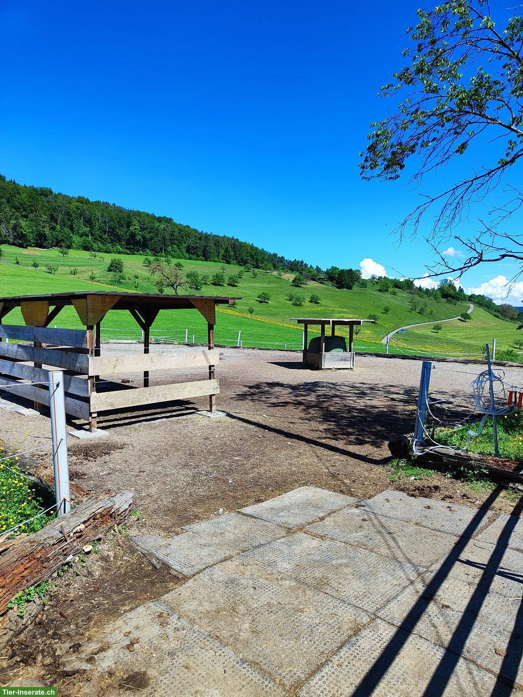 Offenstallplatz frei in familiärem Privatstall (Region Liestal) 🐴