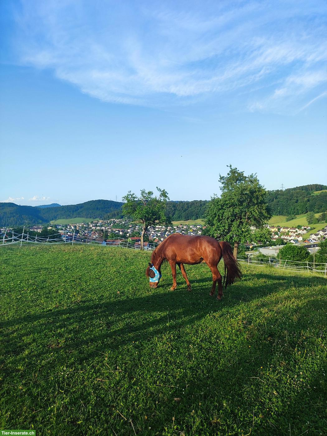 Bild 3: Offenstallplatz frei in familiärem Privatstall (Region Liestal) 🐴