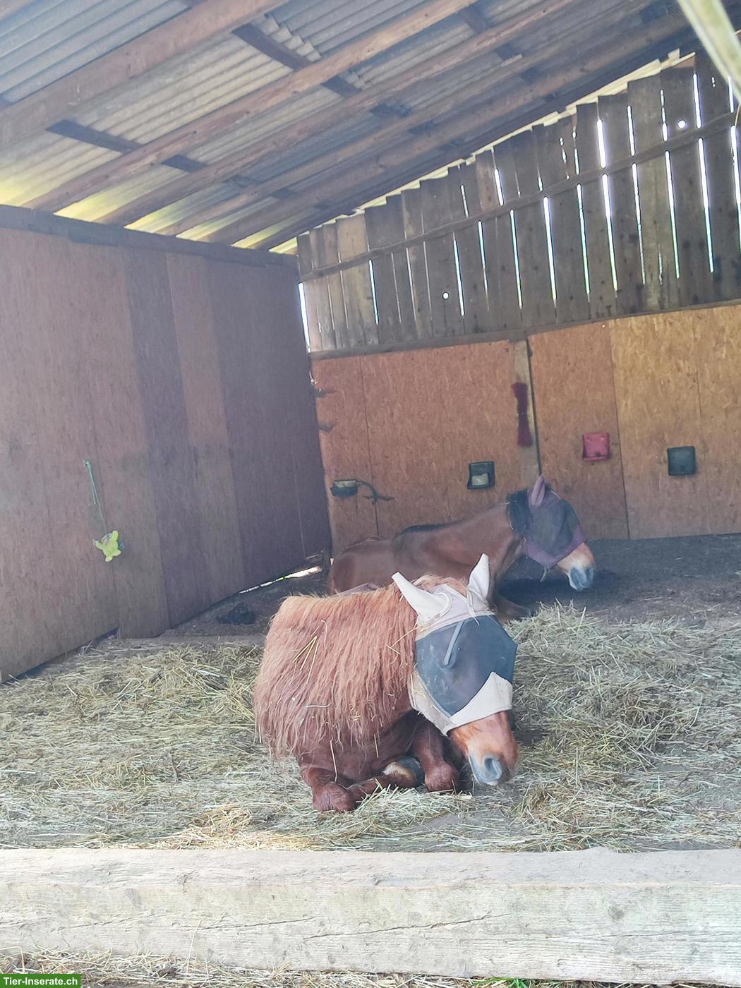 Bild 4: Offenstallplatz frei in familiärem Privatstall (Region Liestal) 🐴