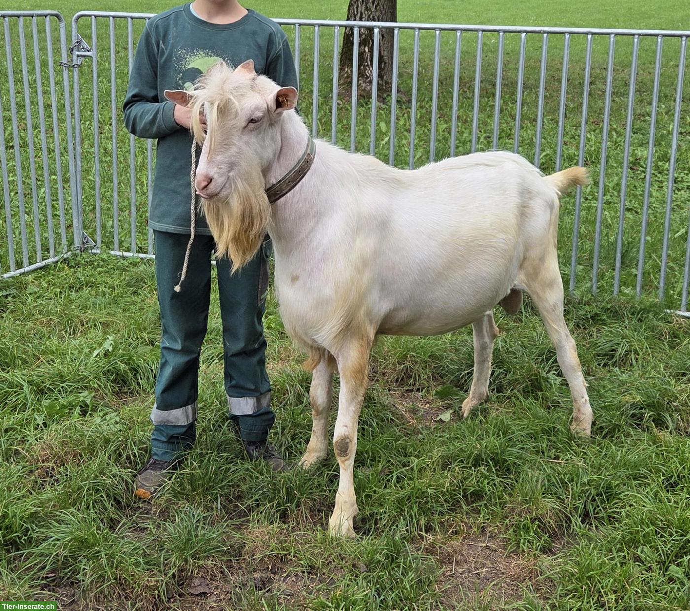 Saanenziegenbock mit Abstammungspapier