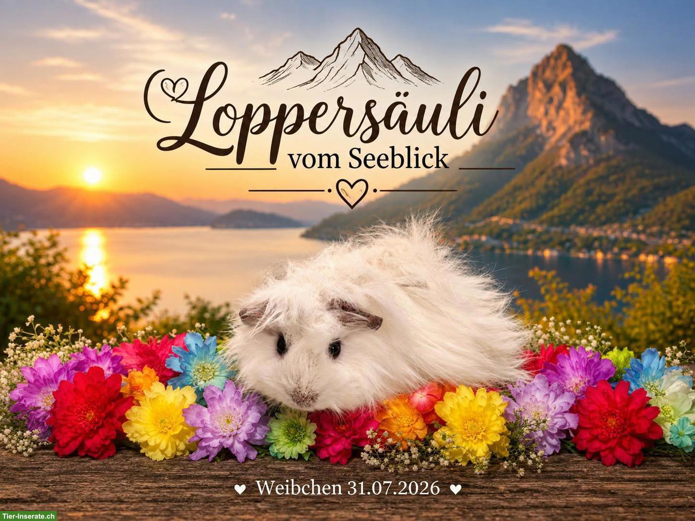 Bild 3: California Meerschweinchen Weibchen