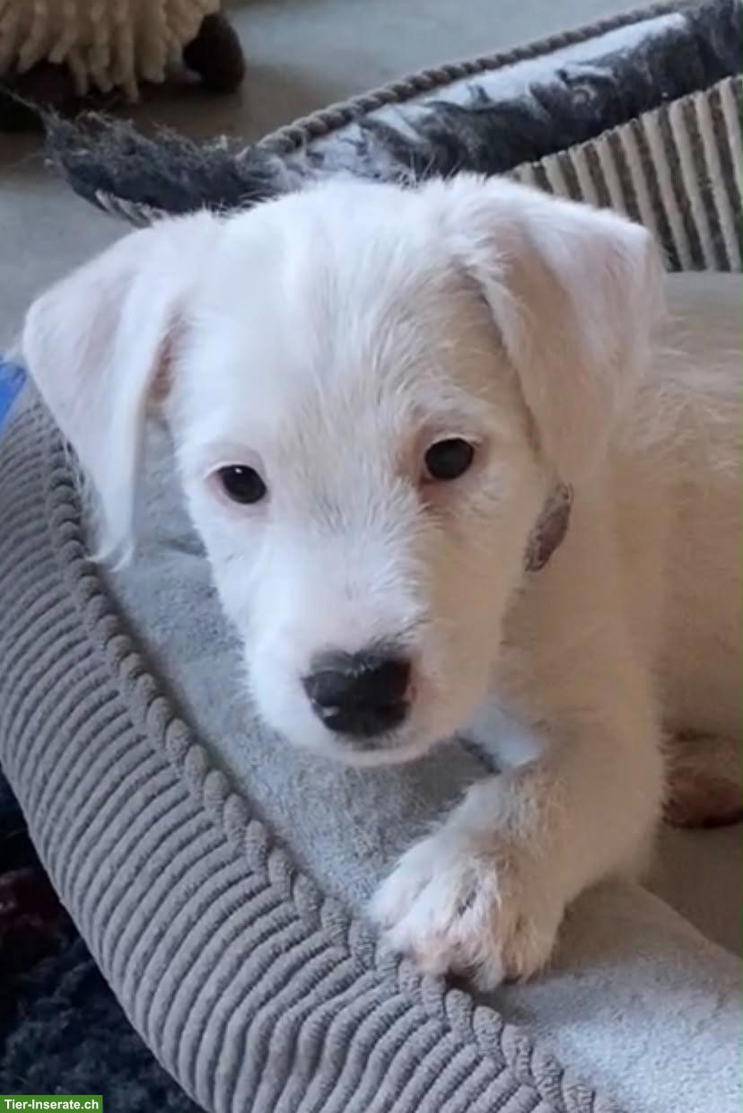 Parson Russell Terrier Welpe, weiblich, rauhhaarig weiss