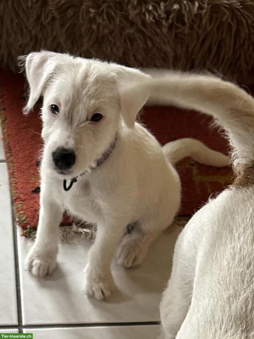 Bild 2: Parson Russell Terrier Welpe, weiblich, rauhhaarig weiss
