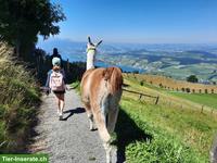 Hitzetolerante Classic-Trekking-Lamas