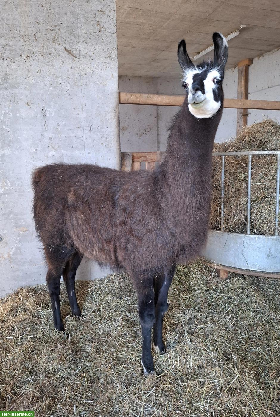 Bild 2: Hitzetolerante Classic-Trekking-Lamas