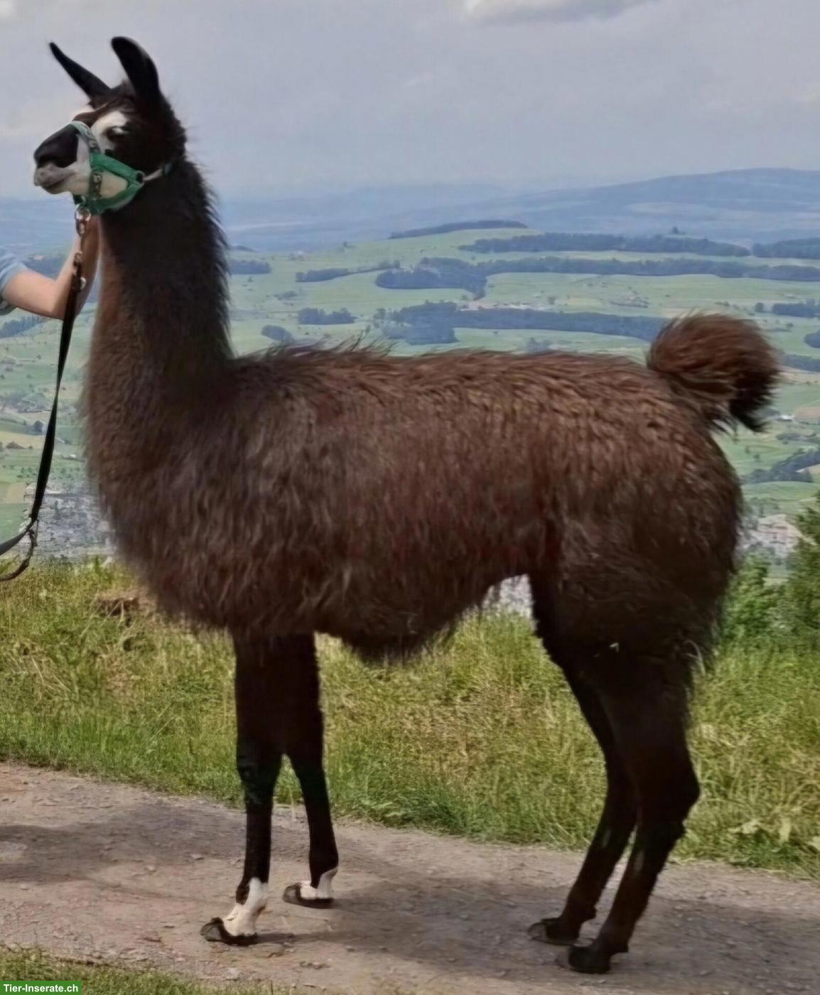 Bild 5: Hitzetolerante Classic-Trekking-Lamas