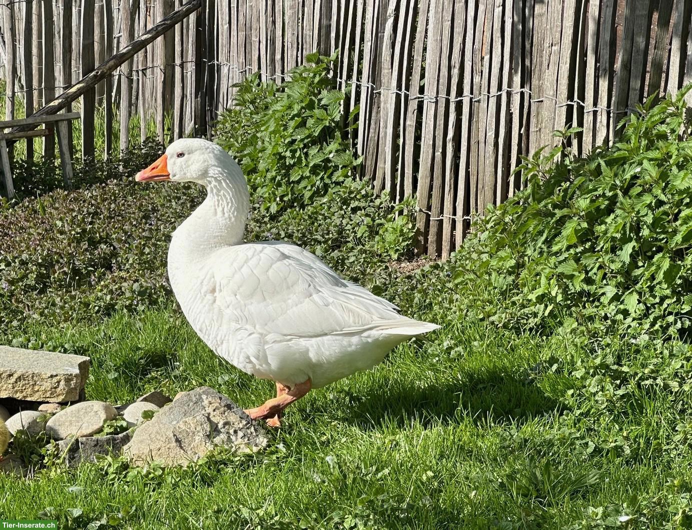 Bild 2: Ganter "Hans" (25-A891) sucht neuen Platz