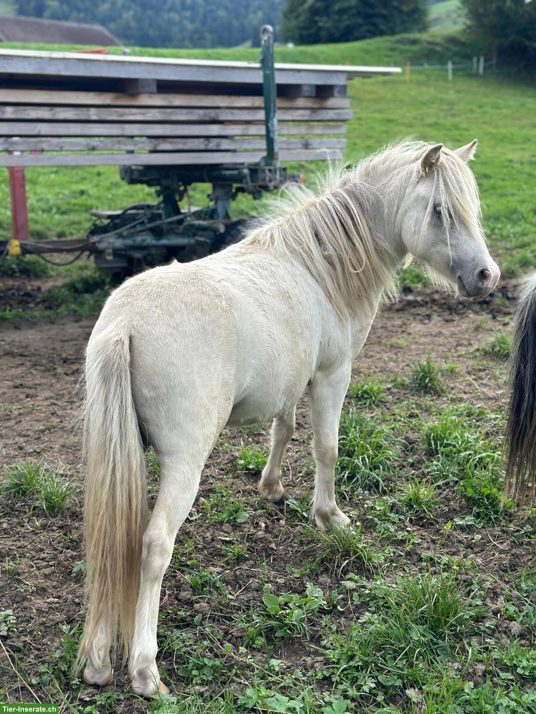 Merlino Mini Horse Hengst: jung, lieb und schön