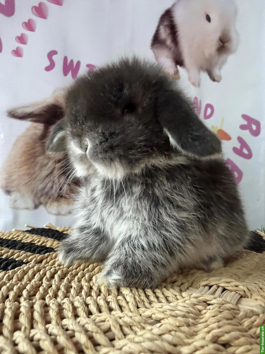 Bild 2: Junge Mini-Lops suchen ein neues Zuhause