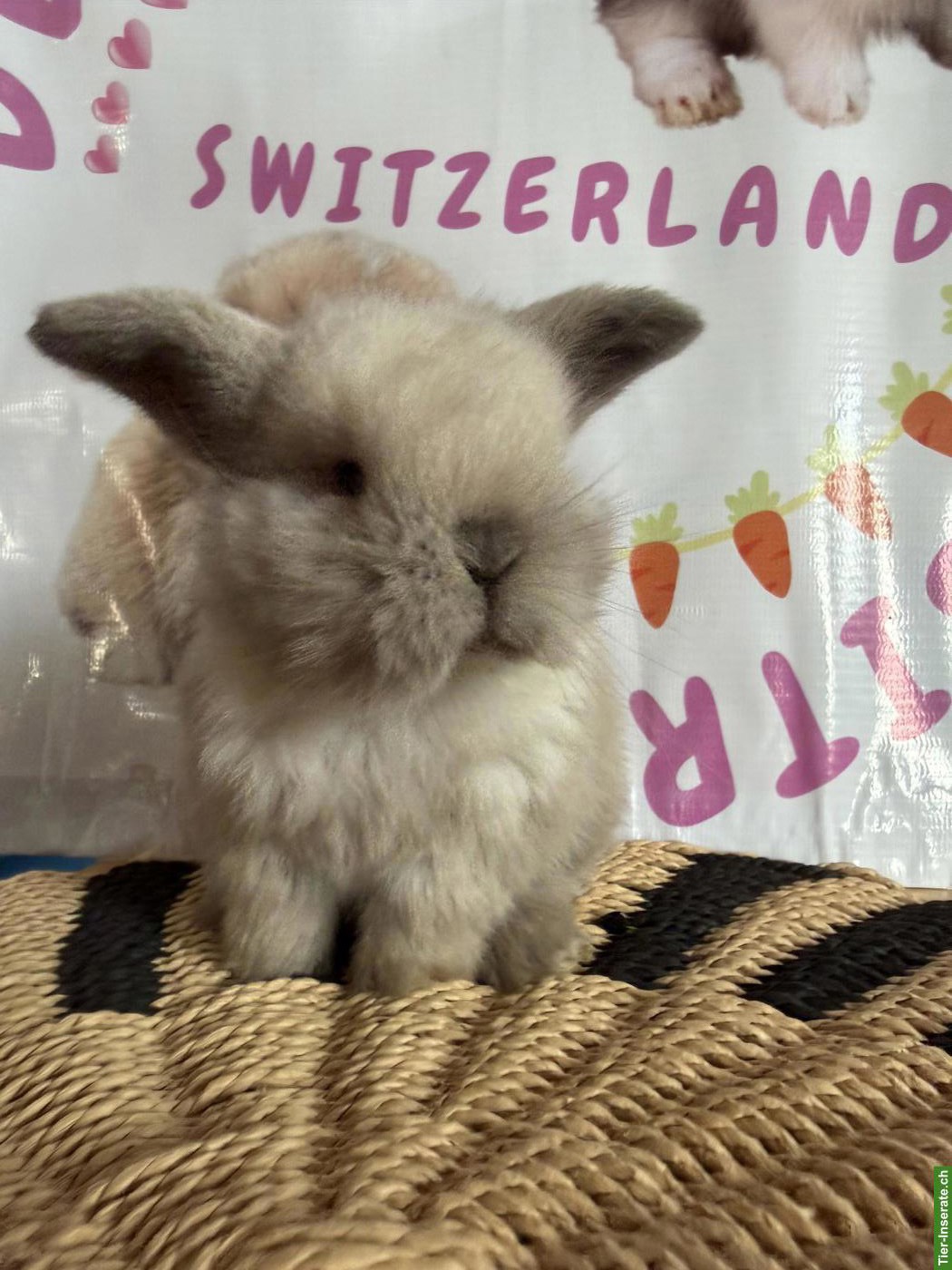 Bild 3: Junge Mini-Lops suchen ein neues Zuhause