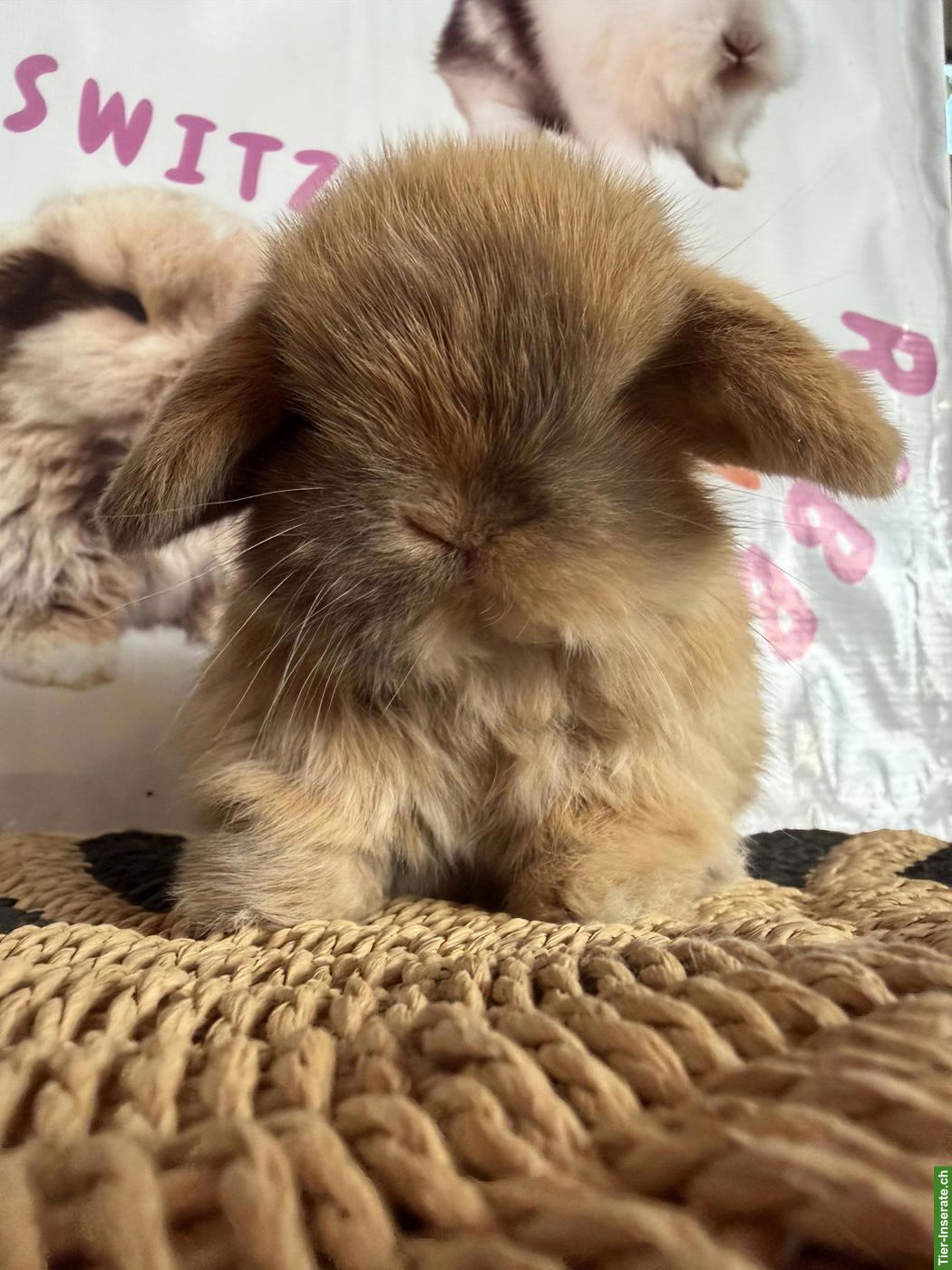 Bild 4: Junge Mini-Lops suchen ein neues Zuhause