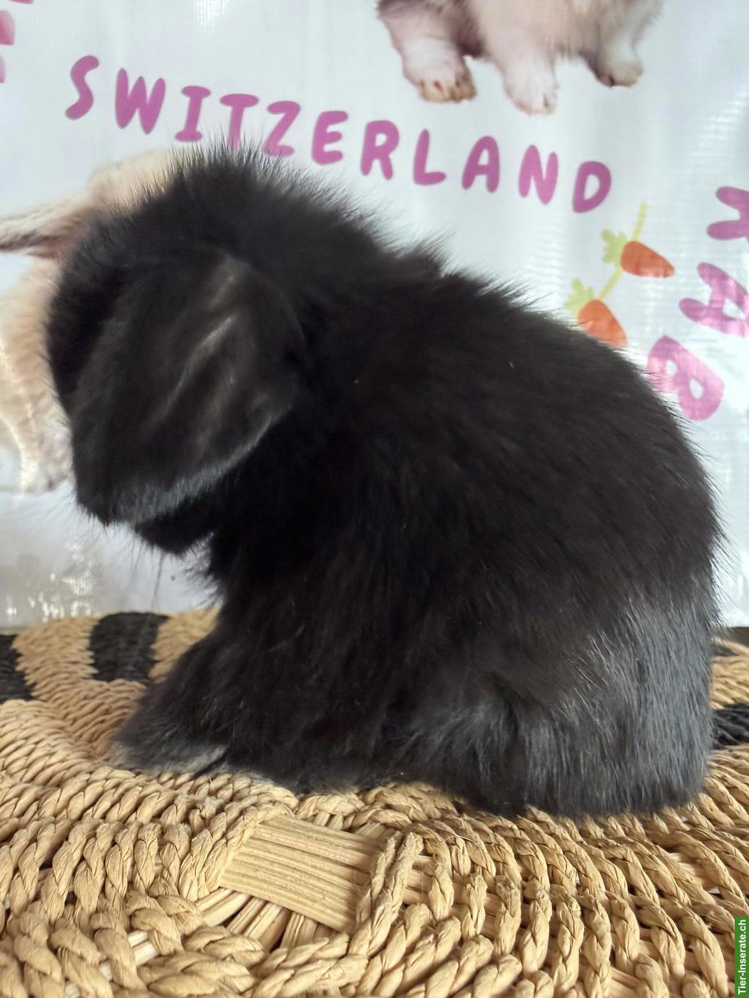 Bild 5: Junge Mini-Lops suchen ein neues Zuhause