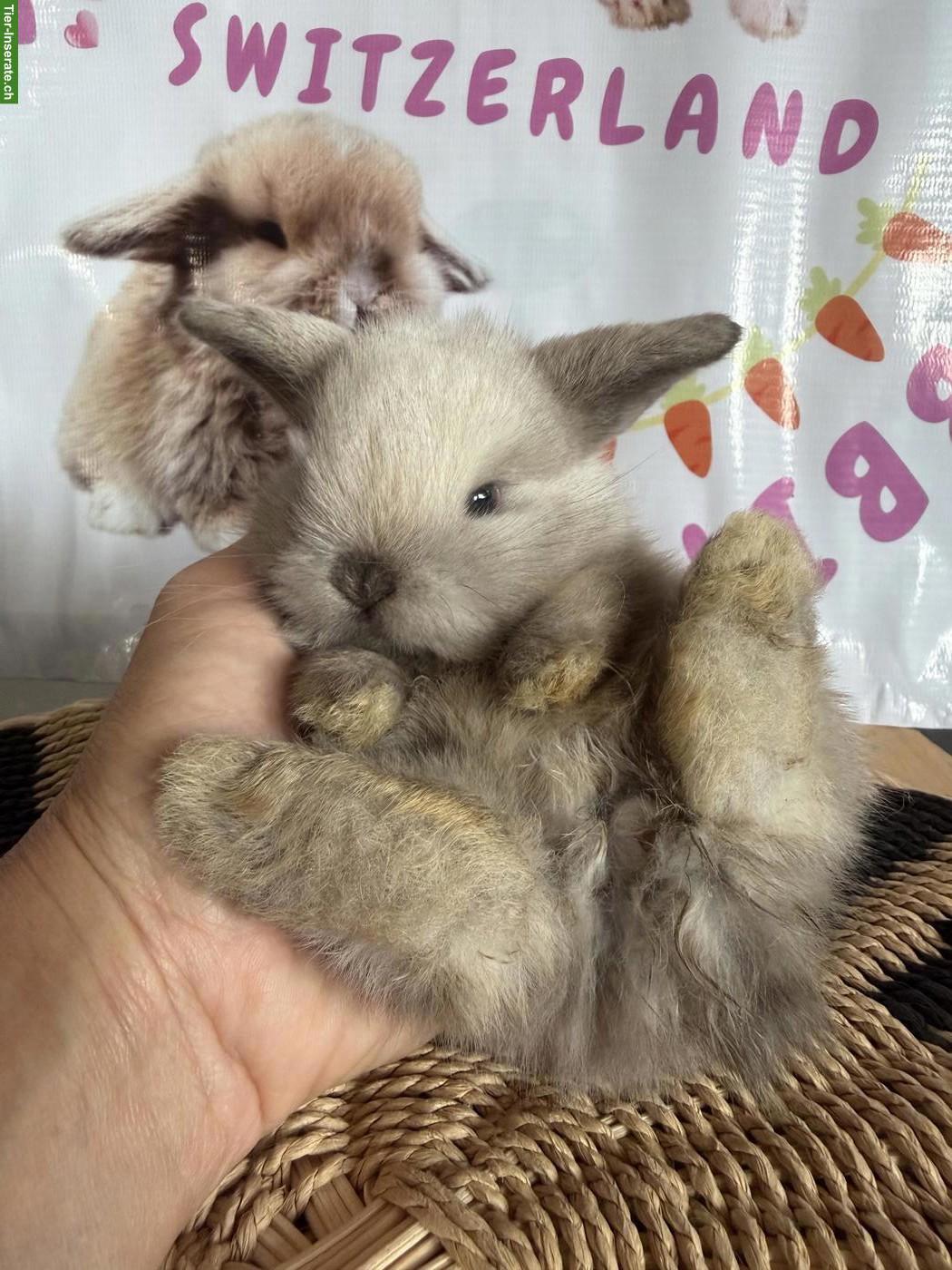 Bild 6: Junge Mini-Lops suchen ein neues Zuhause