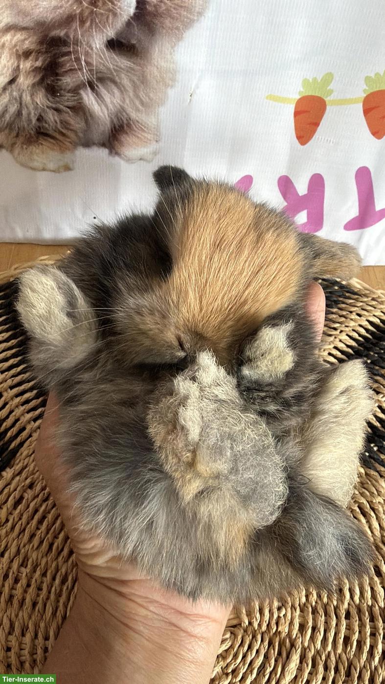 Bild 7: Junge Mini-Lops suchen ein neues Zuhause