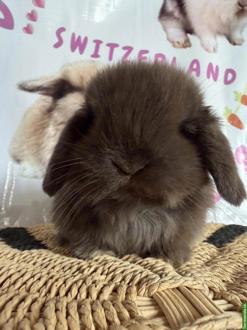 Bild 8: Junge Mini-Lops suchen ein neues Zuhause
