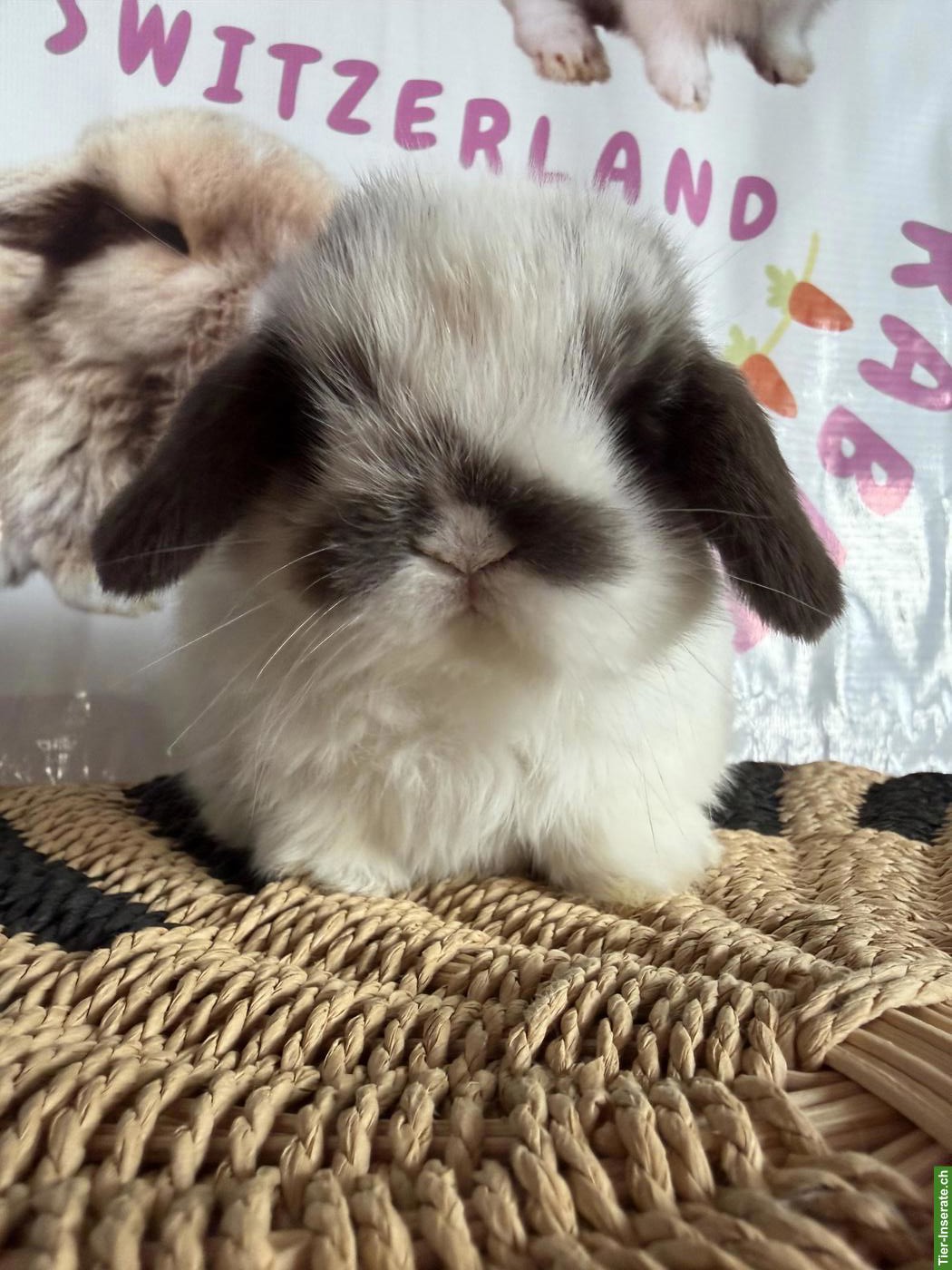 Bild 9: Junge Mini-Lops suchen ein neues Zuhause