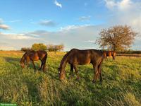 Pferdepension mit 6ha Weide | Frankreich, Helfrantzkirch
