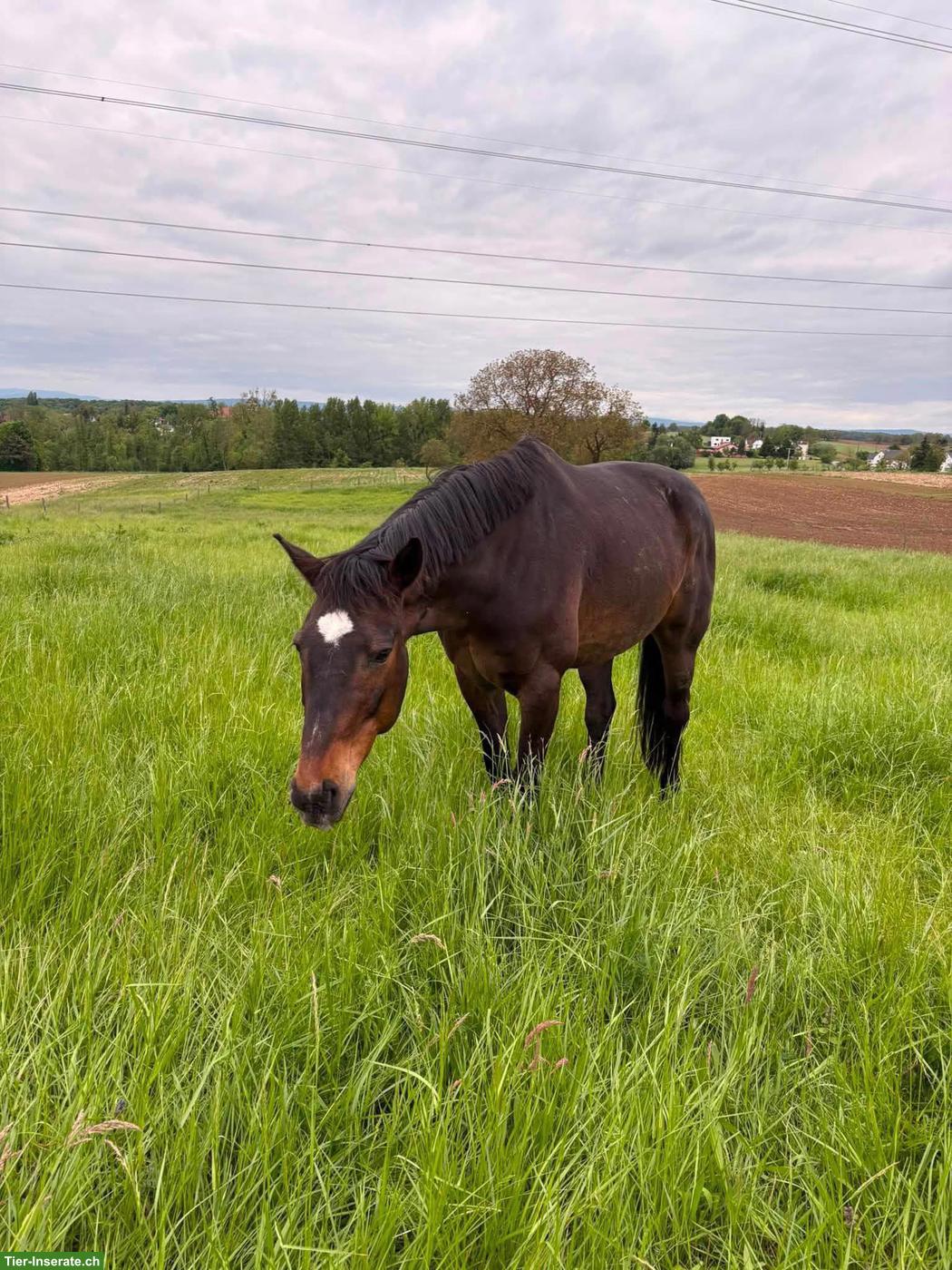 Bild 6: Pferdepension mit 6ha Weide | Frankreich, Helfrantzkirch