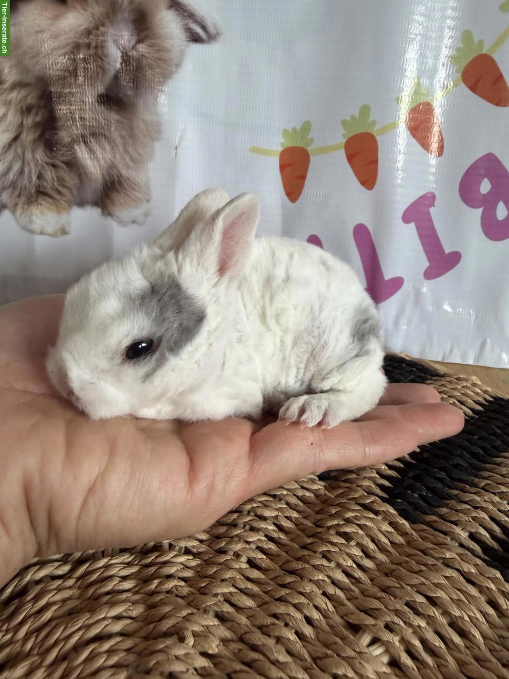 Bild 3: Junge Mini Löwenkopf Plüsch + Mini Löwenkopf