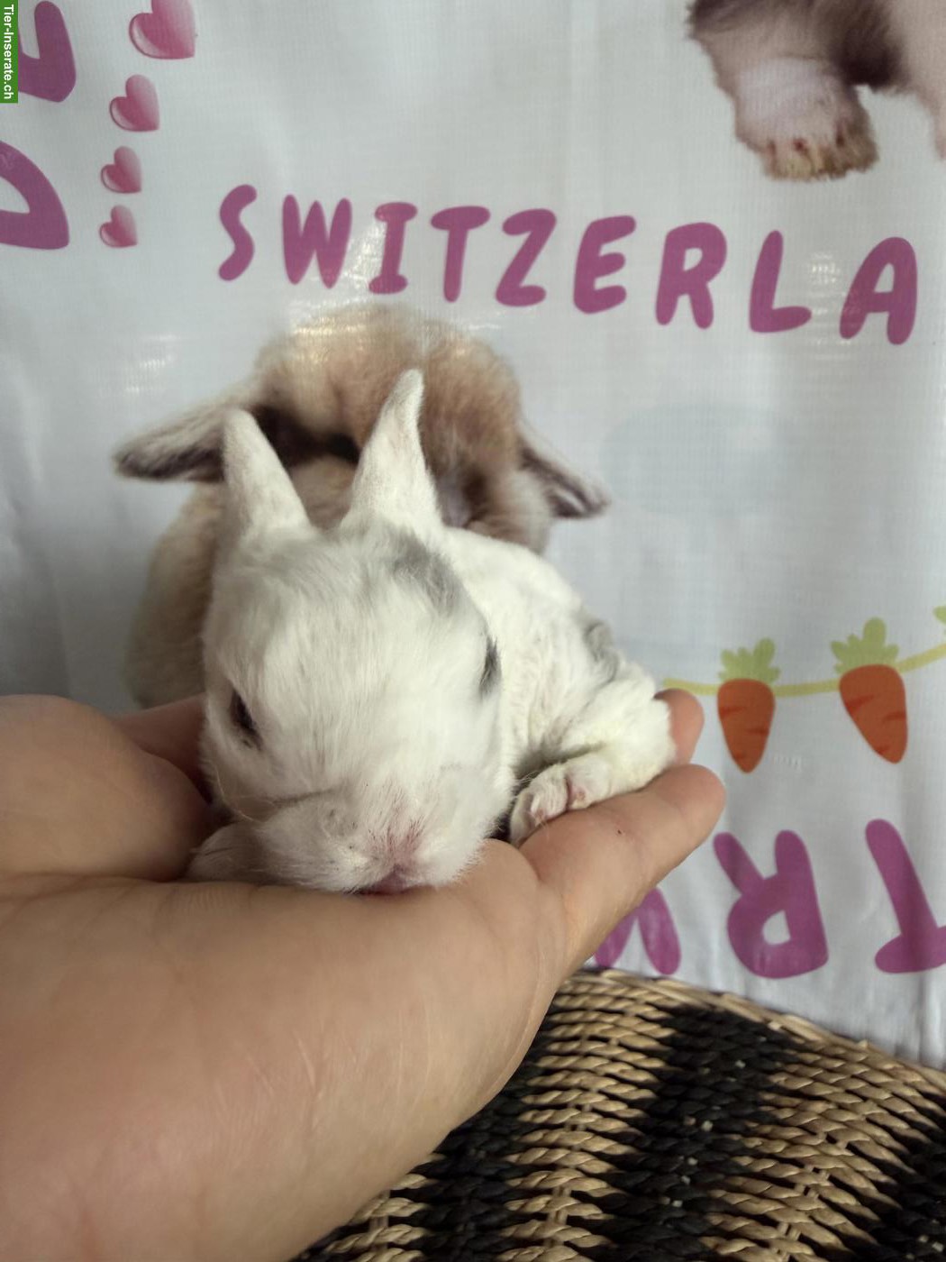 Bild 4: Junge Mini Löwenkopf Plüsch + Mini Löwenkopf