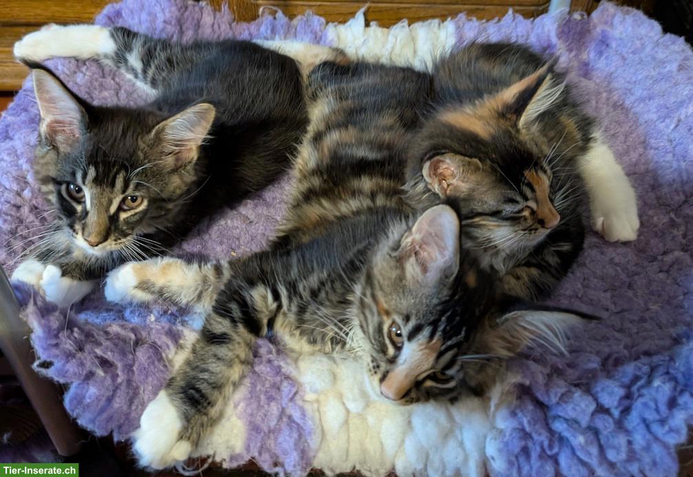 Bild 2: Maine Coon Kätzchen, reinrassig zu verkaufen