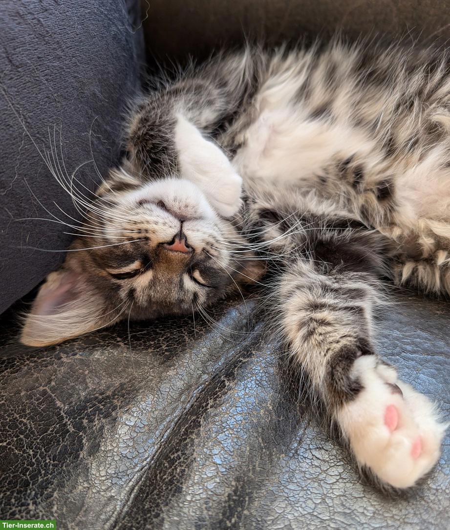Bild 3: Maine Coon Kätzchen, reinrassig zu verkaufen