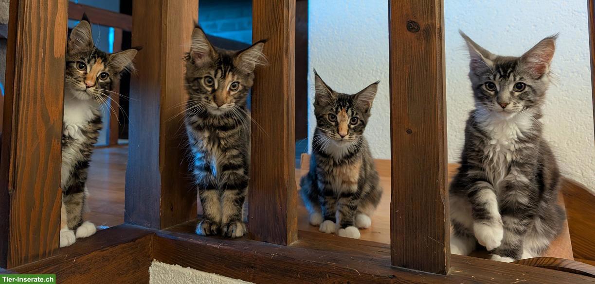 Bild 4: Maine Coon Kätzchen, reinrassig zu verkaufen