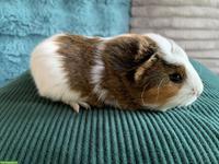 Junge härzige Meerschweinchen Männchen, unkastriert