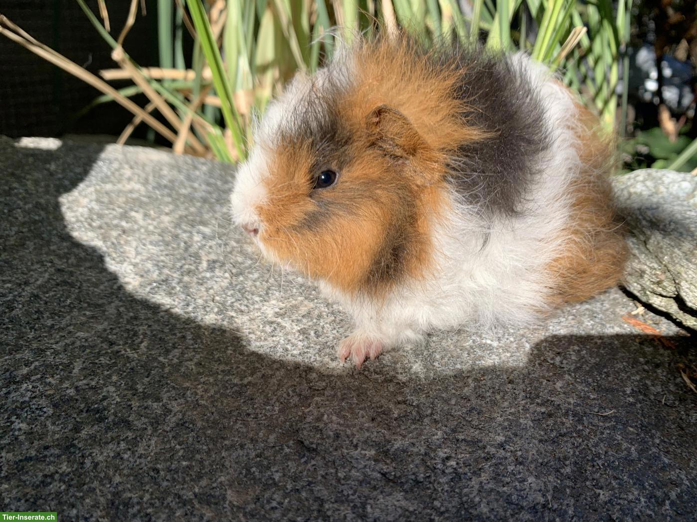 Bild 2: Junge härzige Meerschweinchen Männchen, unkastriert