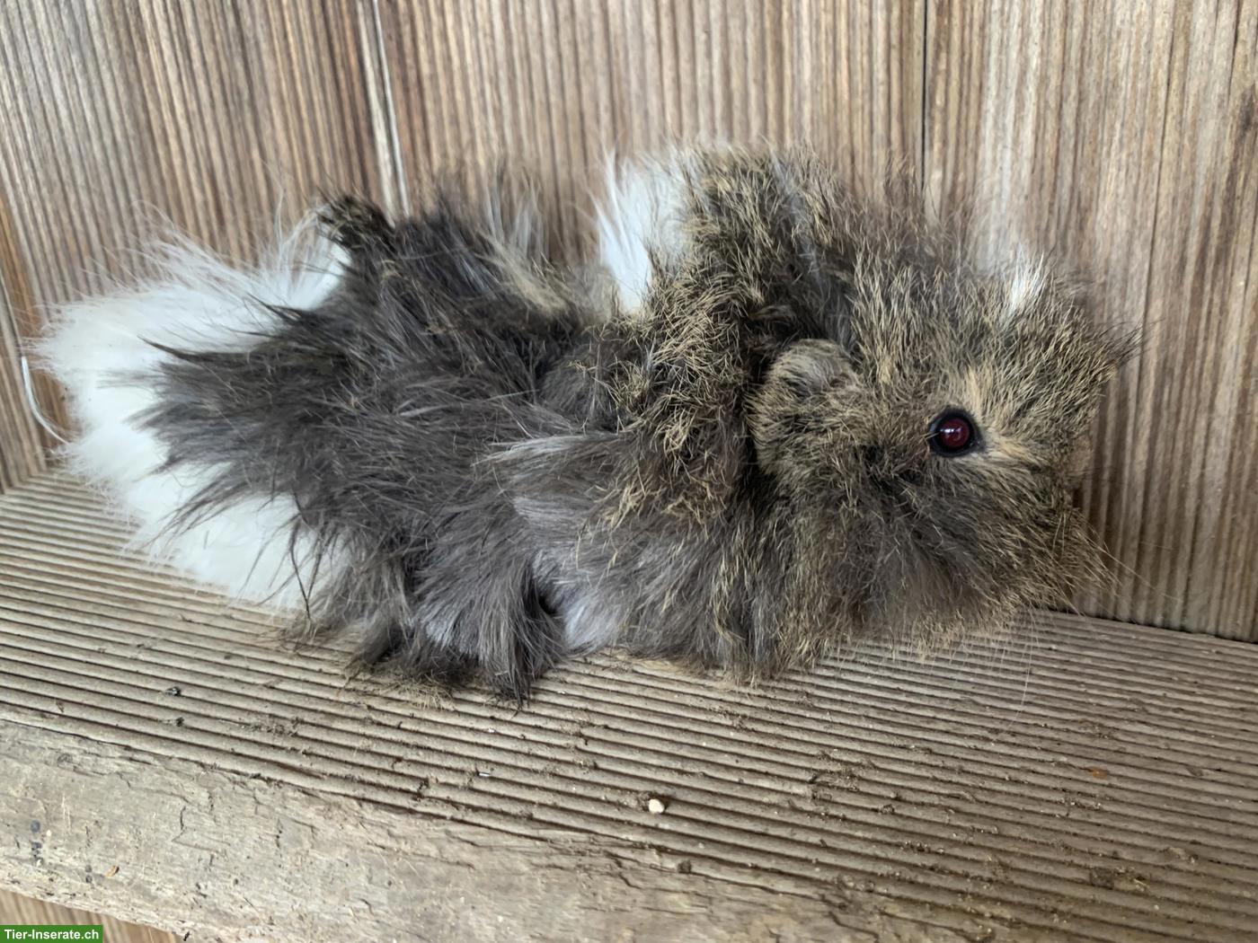 Bild 3: Junge härzige Meerschweinchen Männchen, unkastriert