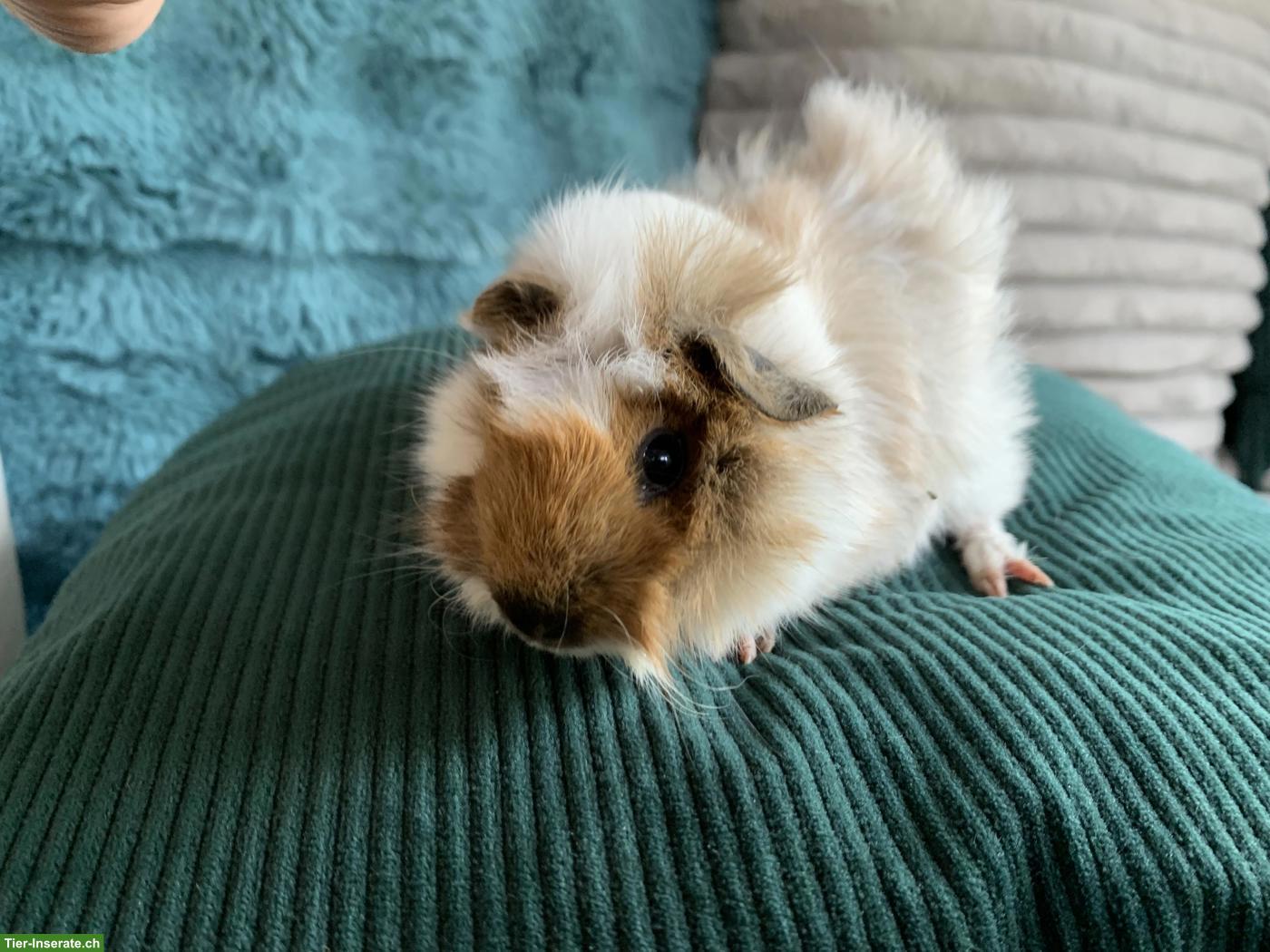 Bild 4: Junge härzige Meerschweinchen Männchen, unkastriert