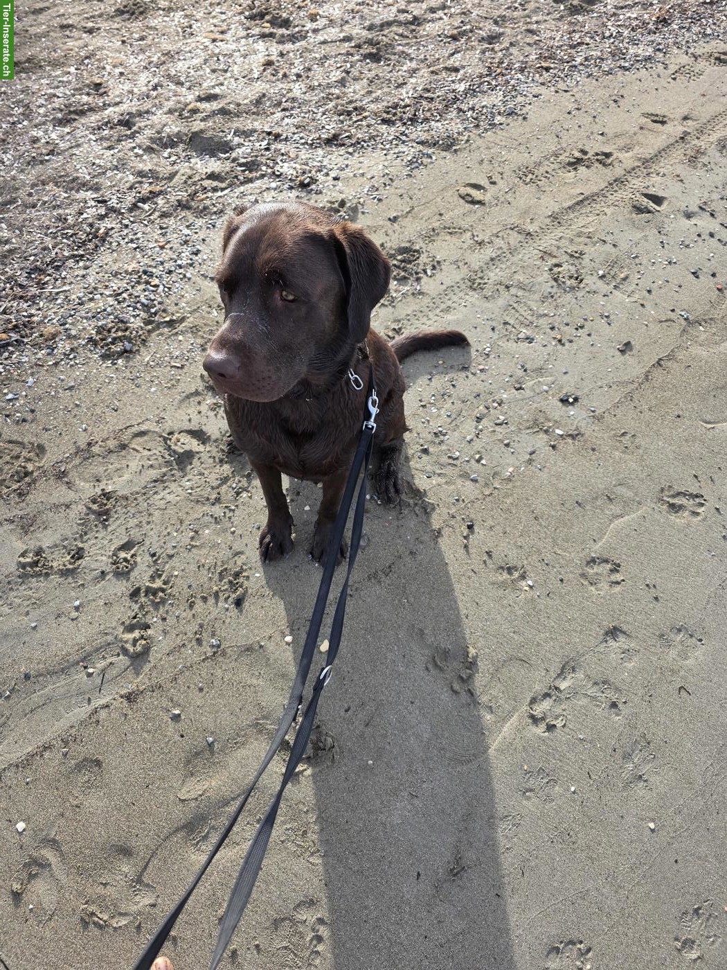 Schoggibrauner Labrador Rüde sucht ein Zuhause