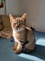 Junger Kater abzugeben