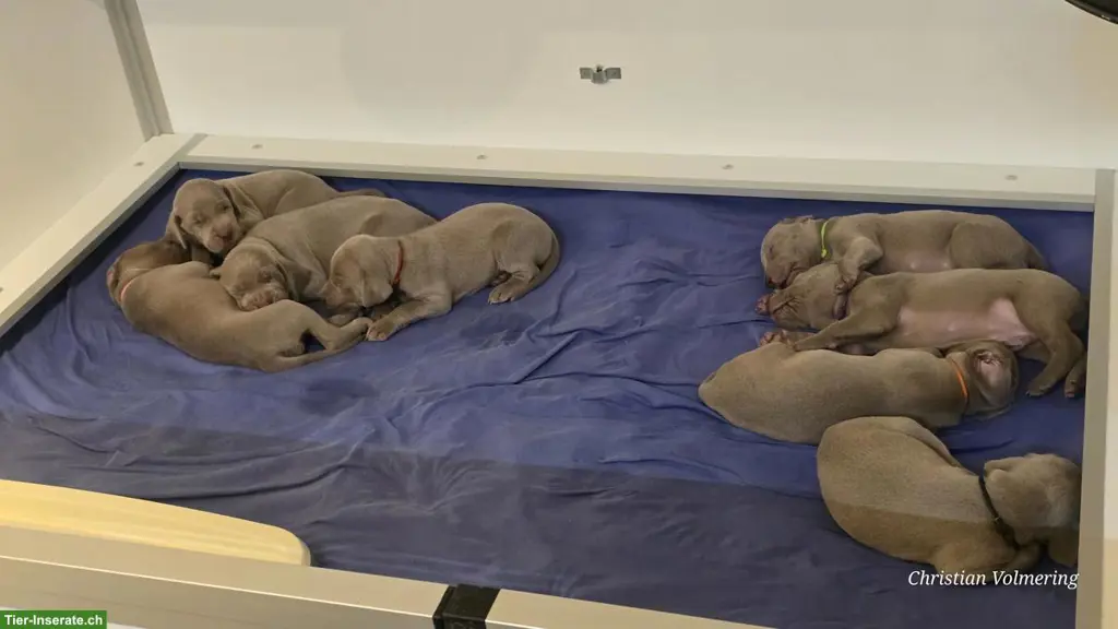 Weimaraner Welpen Zwinger from Spirit-of-Eywa