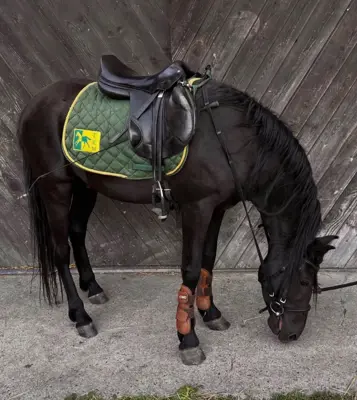Ponywallach Menorquin