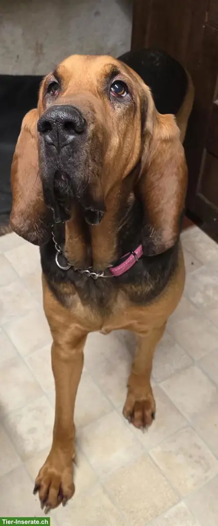 BLOODHOUND Hunde Mädchen sucht ein Zuhause