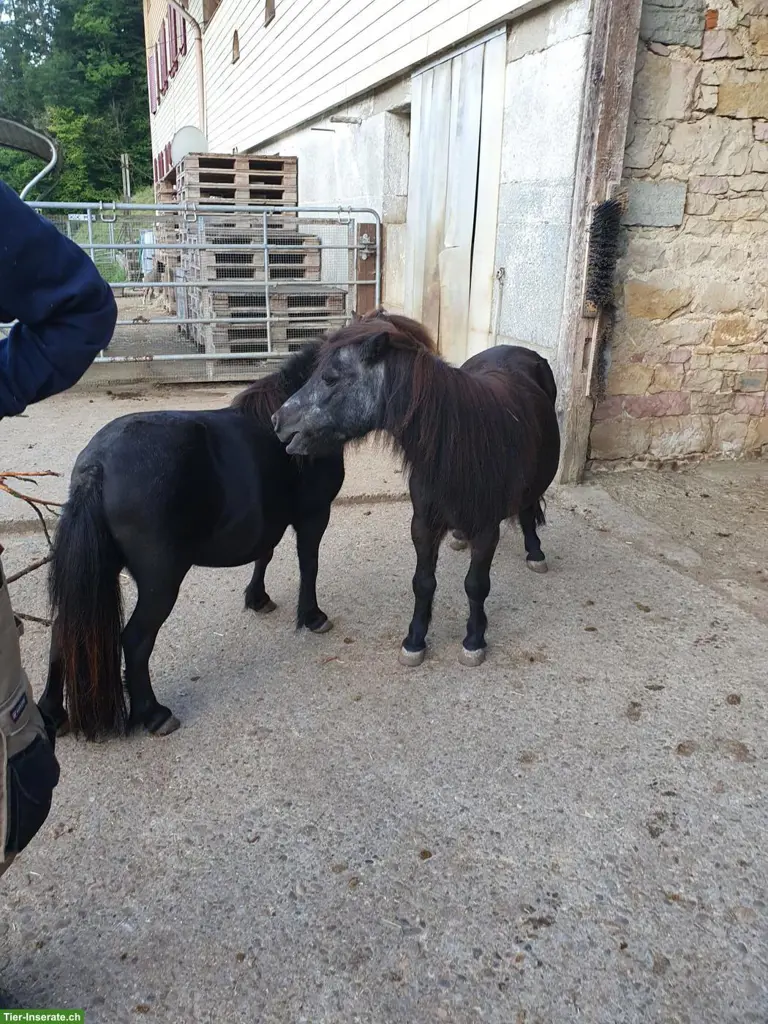 Pflegebeteiligung für Ponys und Esel in Sissach