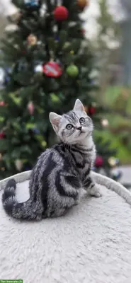 BKH Britisch Kurzhaar Kater Kitten tabby Whiskas Stammbaum